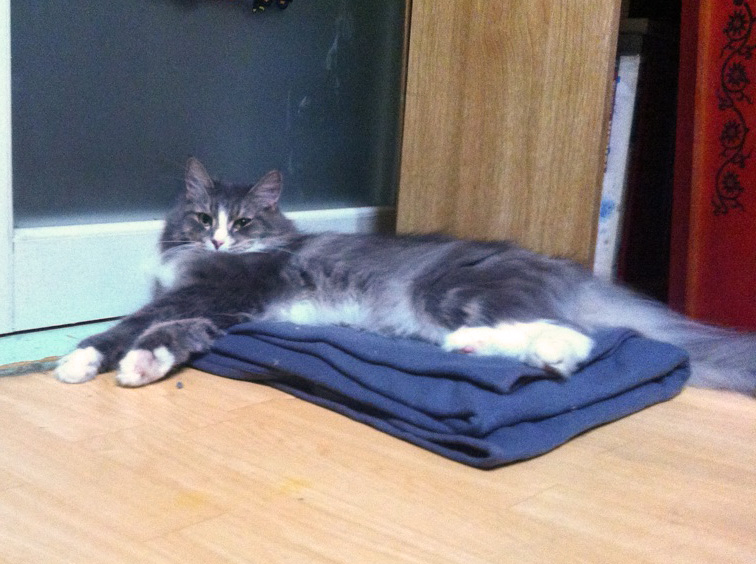 옹이 입양 1~2일차