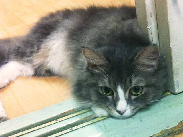 NFC 놀숲 옹이 입양 2달째